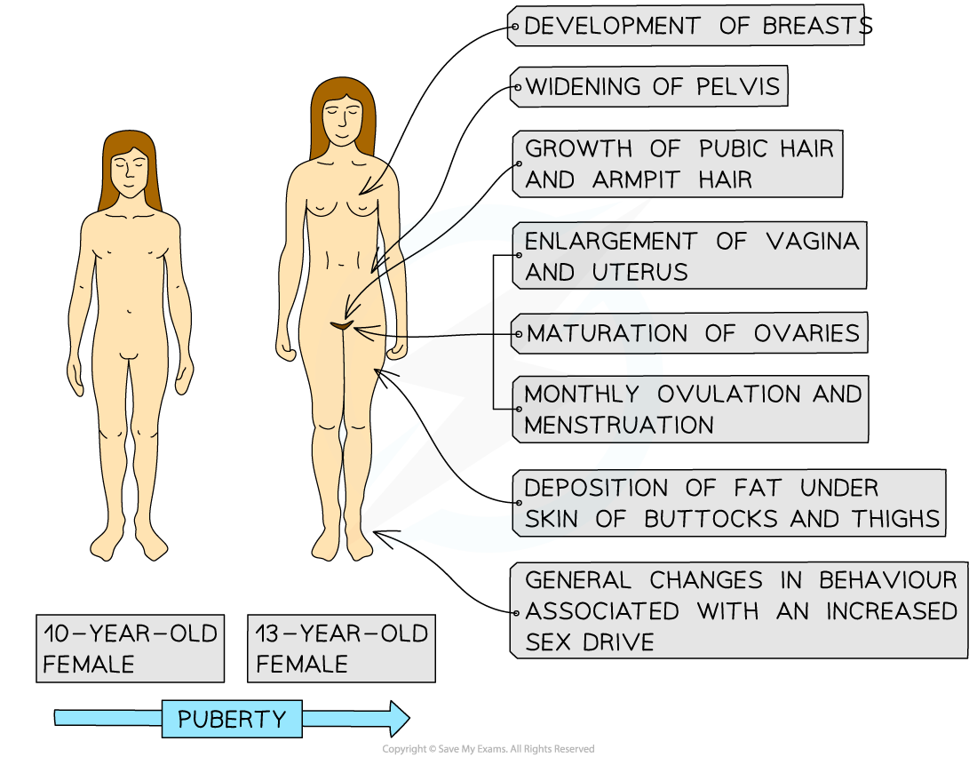 Human-female-secondary-sexual-characteristics