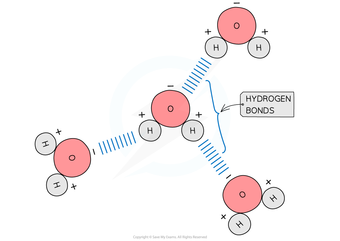 IB DP Biology SL 2 1 3 Hydrogen Bonds 