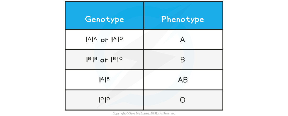 Inheritance-of-Blood-Group-table_1