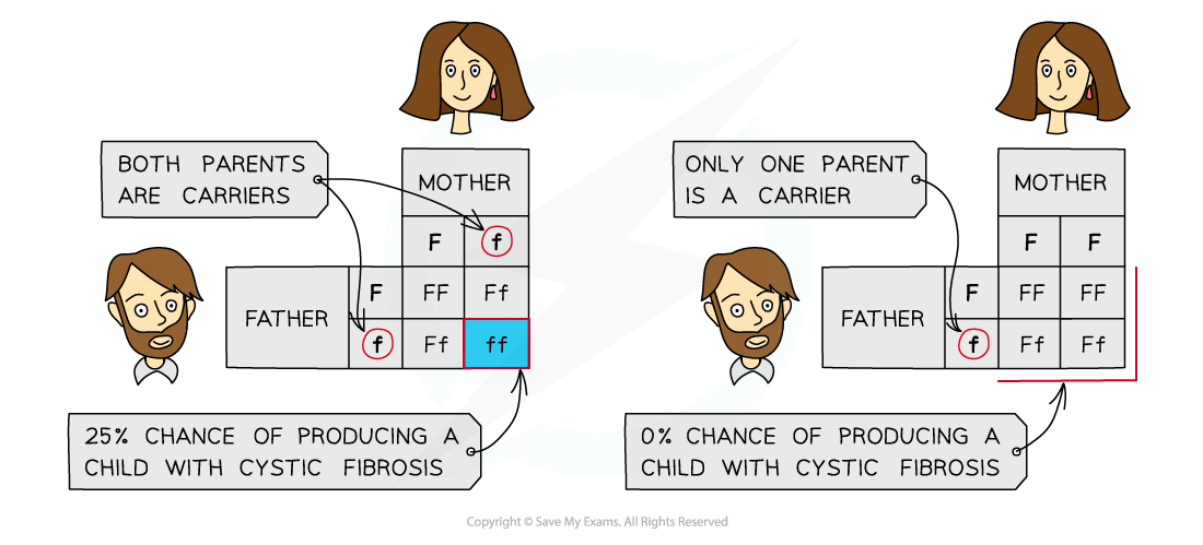 Inheritance-of-cystic-fibrosis