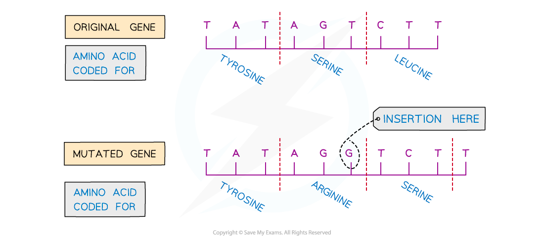 Insertion-mutation-1