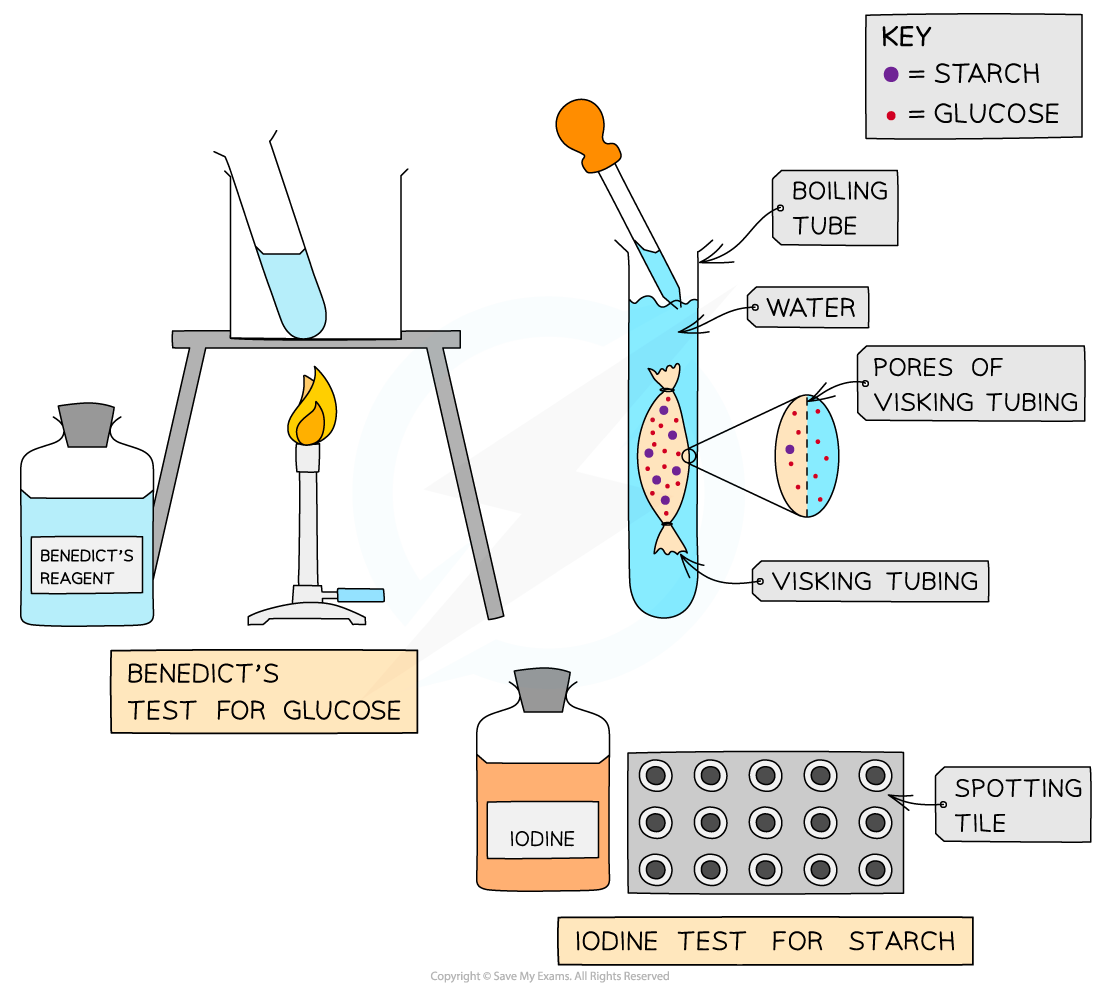 Investigating-diffusion-using-visking-tubing