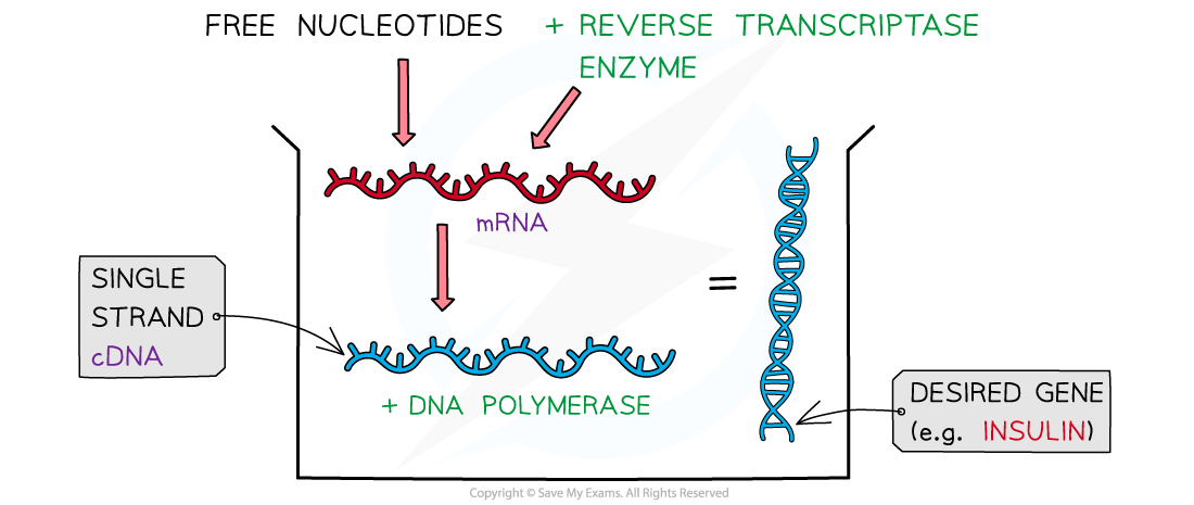 Isolating-the-gene-mRNA