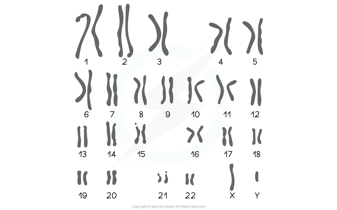 Karyogram-showing-a-typical-karyotype