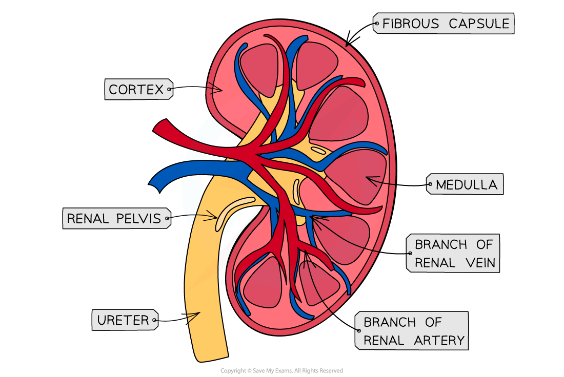 Kidney-structures