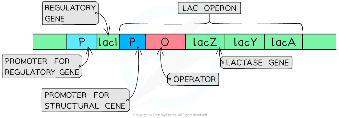 Lac-Operon-Structure