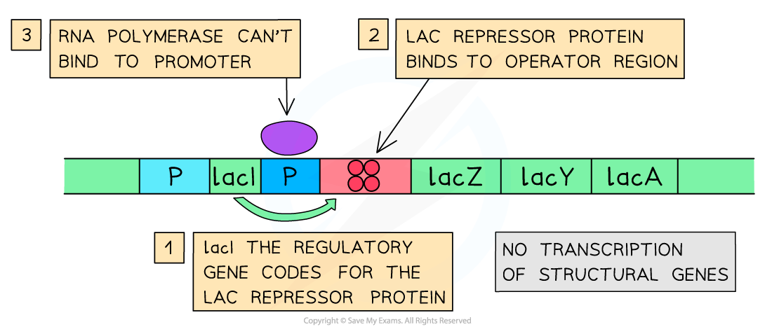 Lac-Operon-when-Lactose-is-Absent