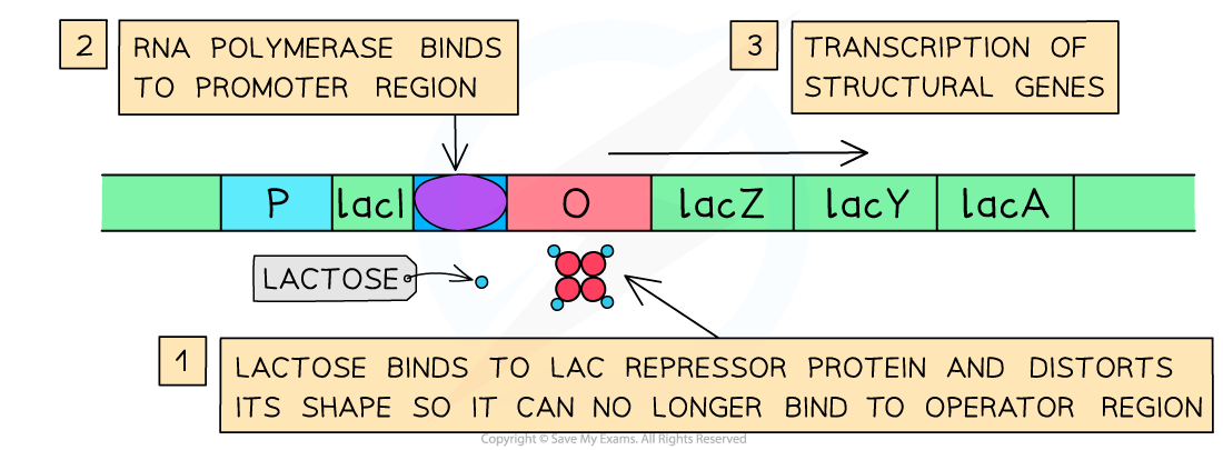 Lac-Operon-when-Lactose-is-Present