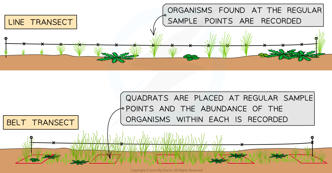 Line-and-Belt-Transects