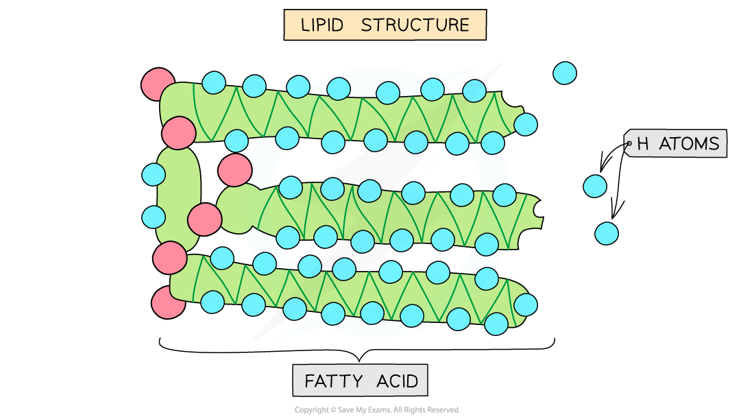 Lipid-Structure