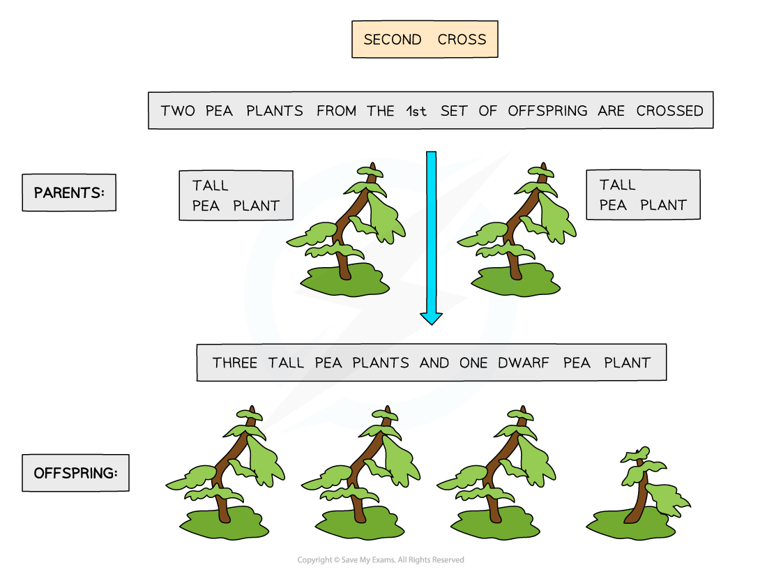 Mendel-pea-plant-crosses-2