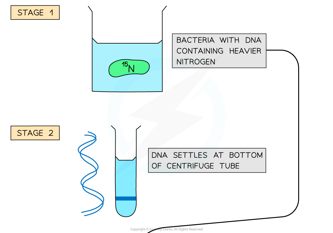 Meselson-Stahls-Experiments-1