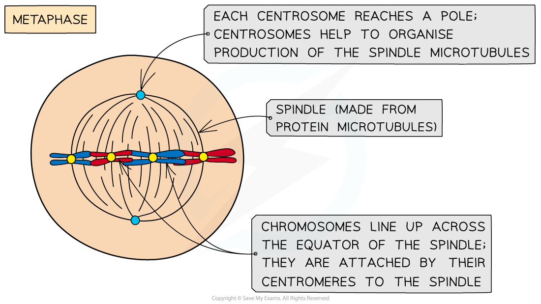 Metaphase-of-mitosis