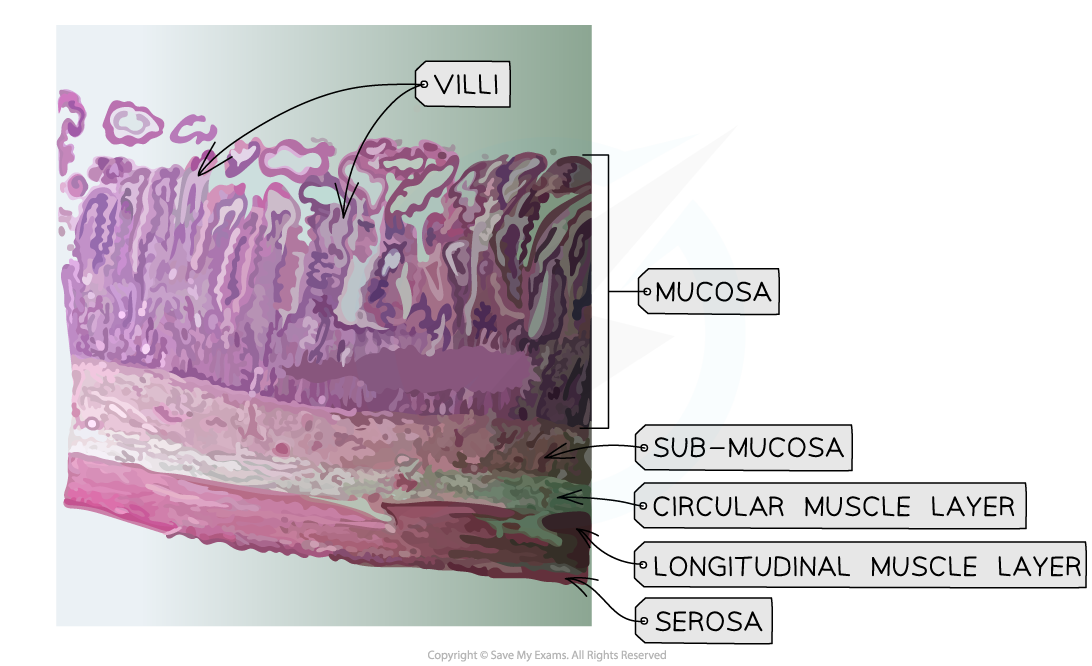 Micrograph-images-of-the-small-intestine-1