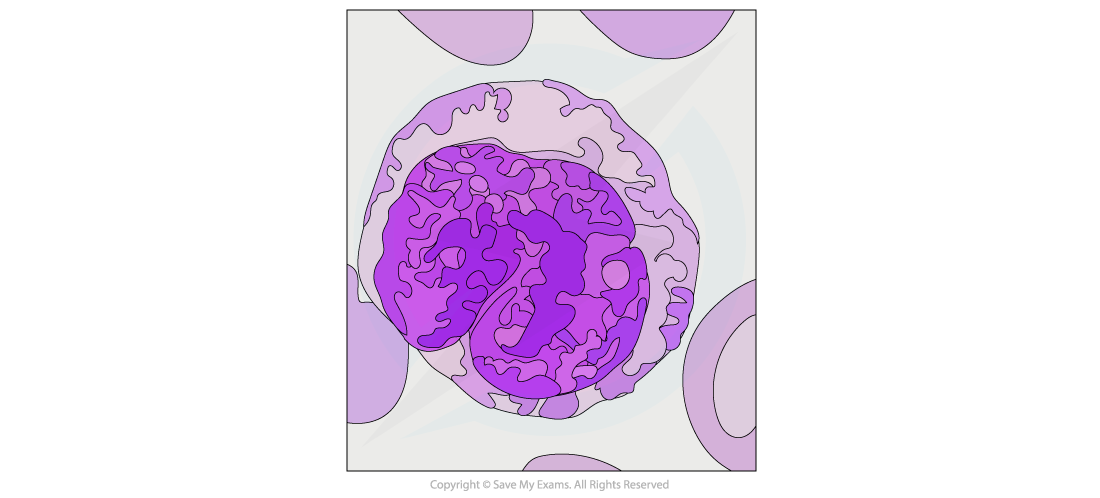 Monocyte-Micrograph