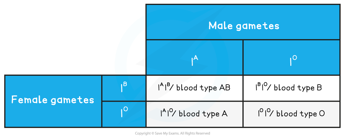 Monohybrid-Punnett-Square-with-Codominance-Table