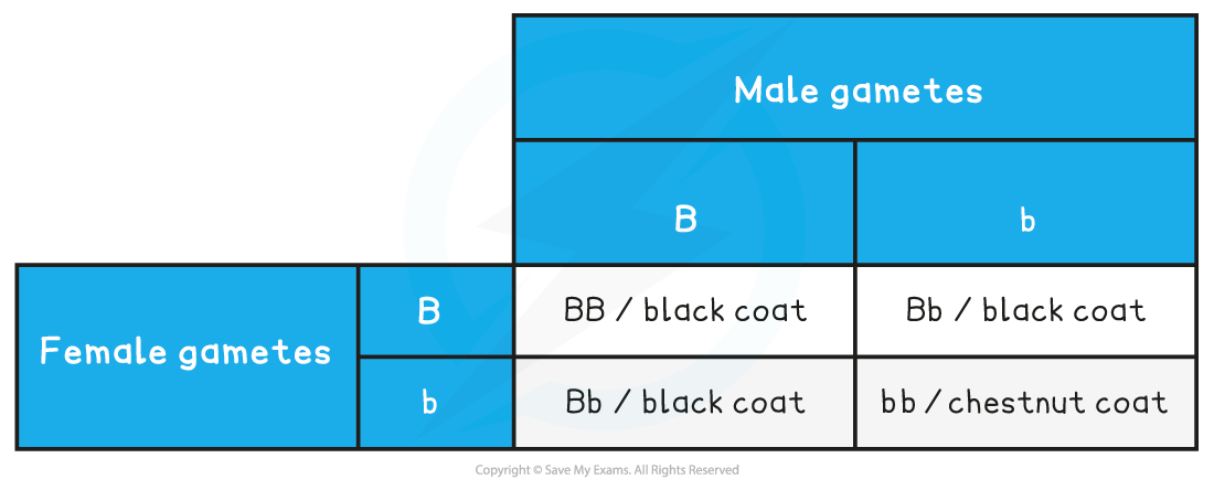 Monohybrid-Punnett-Square-with-Heterozygotes-TableMonohybrid-Punnett-Square-with-Heterozygotes-Table