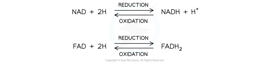 cie-a-level-biology-12-2-6-aerobic-respiration-role-of-nad-fad