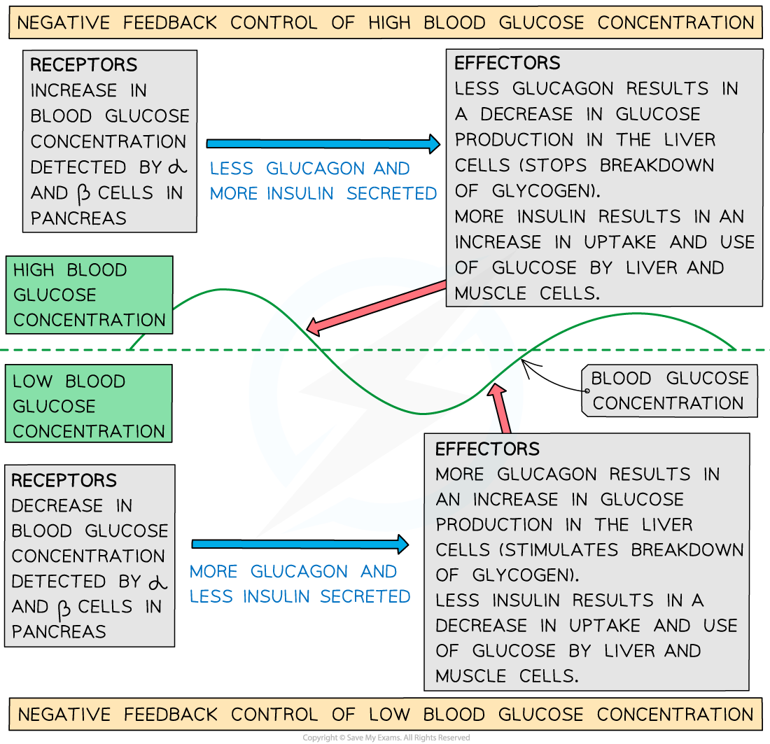 CIE A Level Biology 14 1 7 The Control Of Blood Glucose 