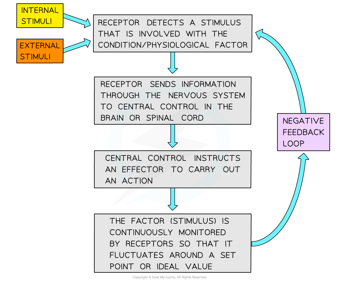 Negative-feedback-loop