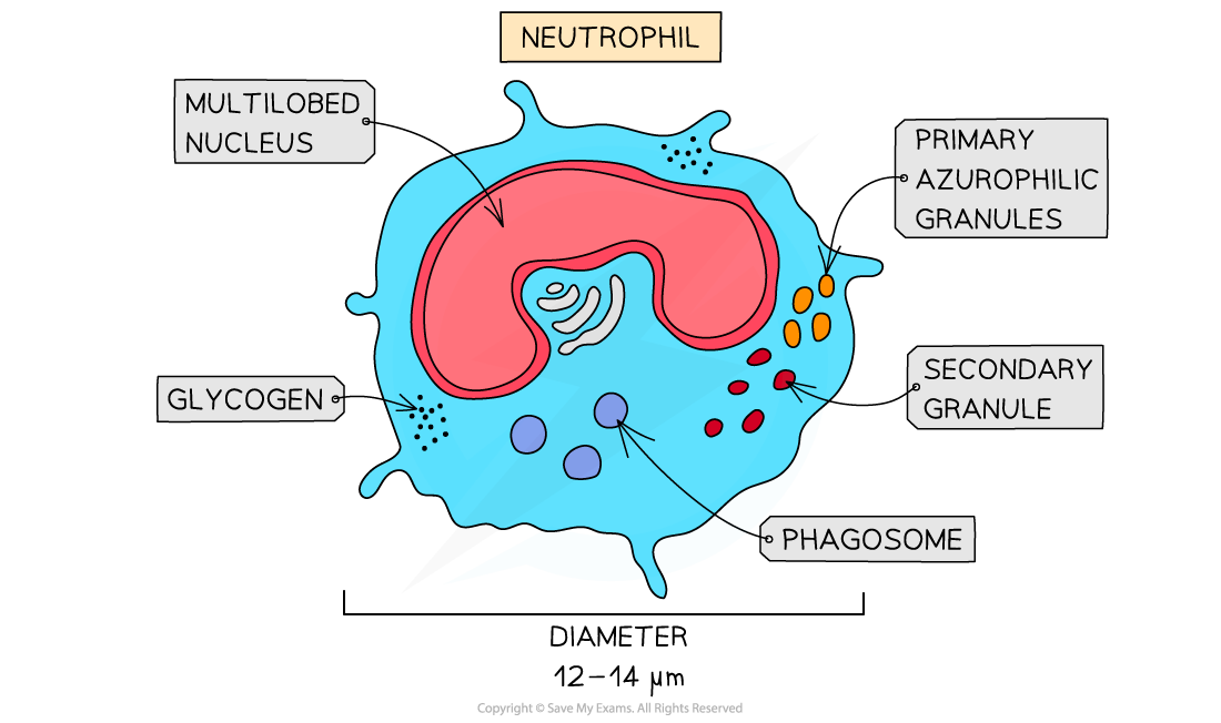 Neutrophil