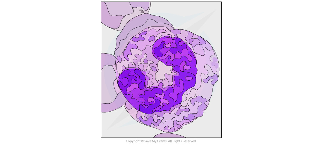 Neutrophil-Micrograph