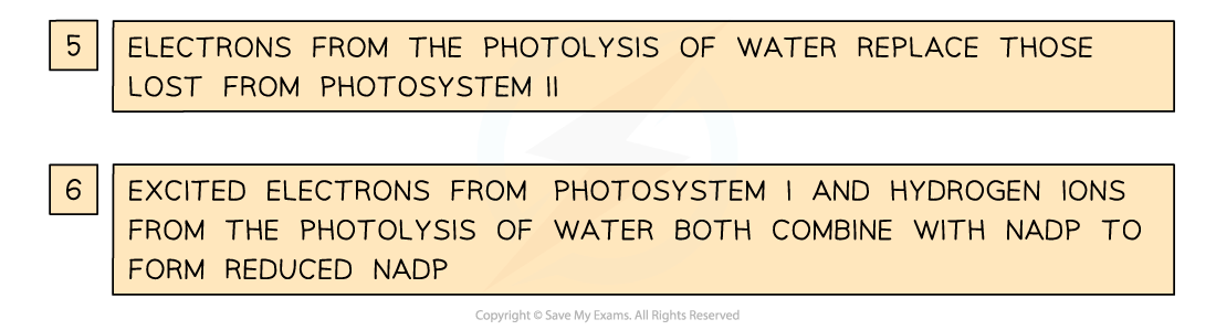 Non-cyclic-photophosphorylation-3