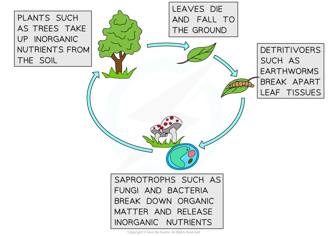 Nutrient-cycling