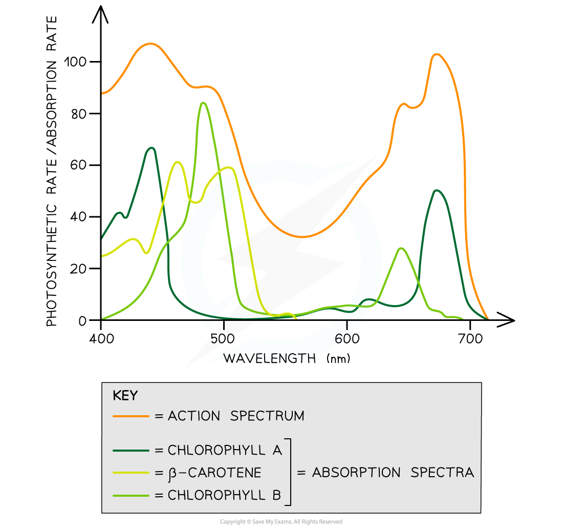 cie-a-level-biology-13-1-5-absorption-spectra-action-spectra