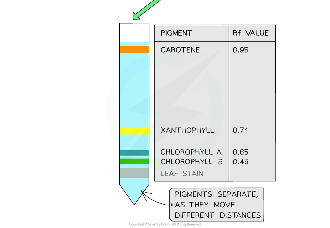 Paper-chromatography-of-chloroplast-pigments-2_1