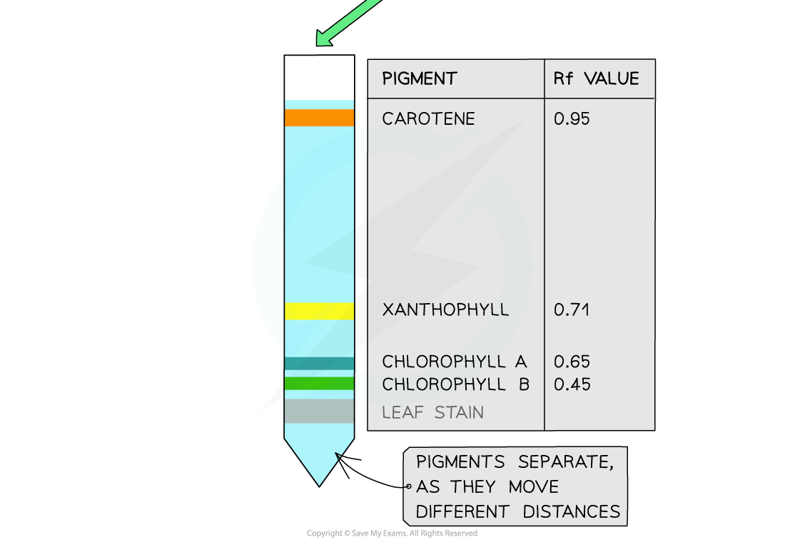 IB DP Biology SL复习笔记2.8.4 Skills Separating Photosynthetic Pigments