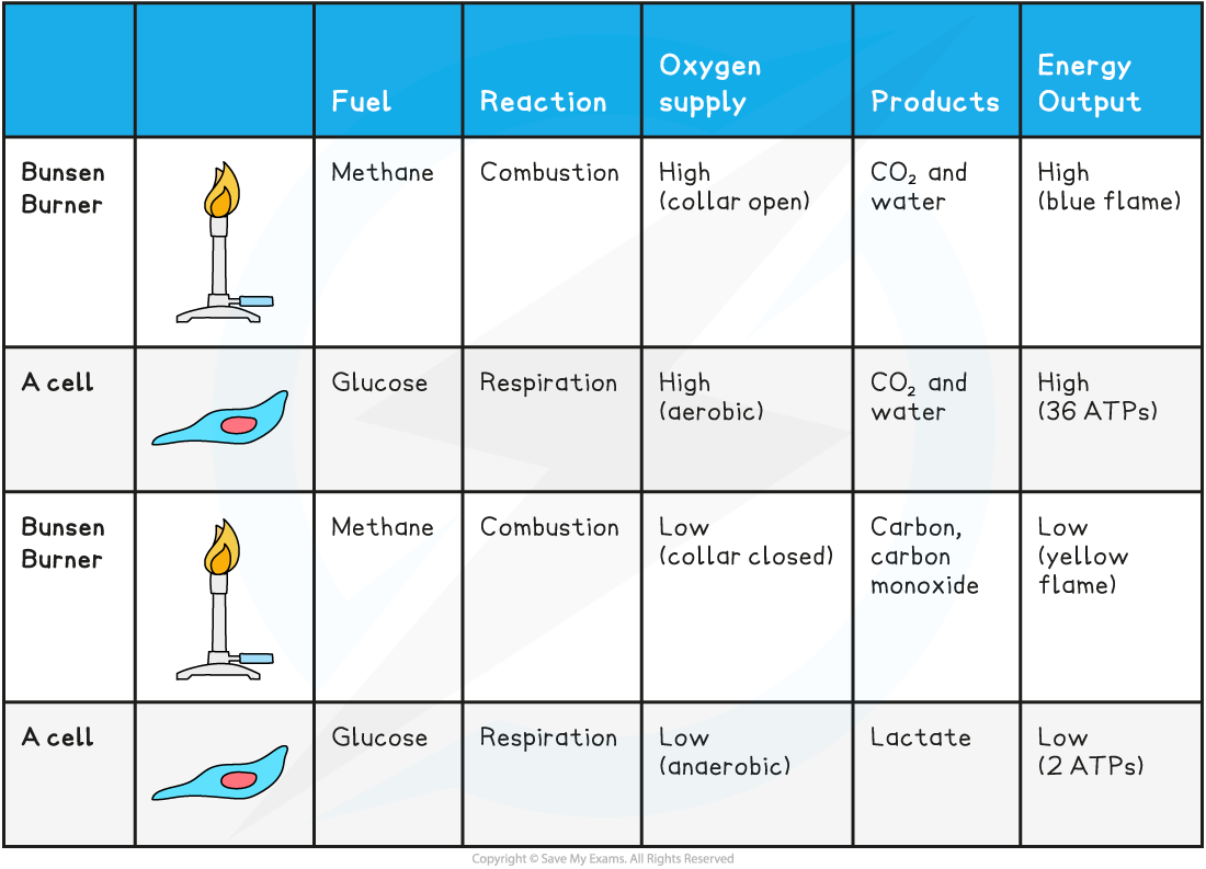 Parallels-between-Combustions-and-the-Types-of-Respiration-Table