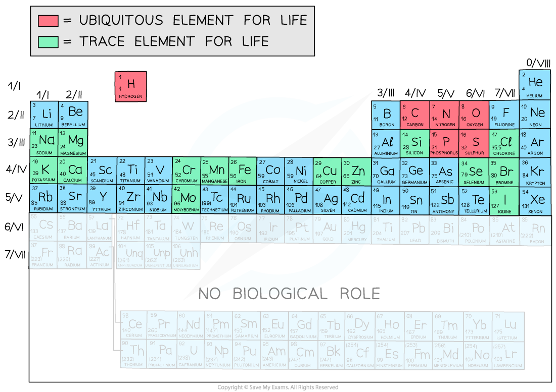 Periodic-Table-Biological-Elements