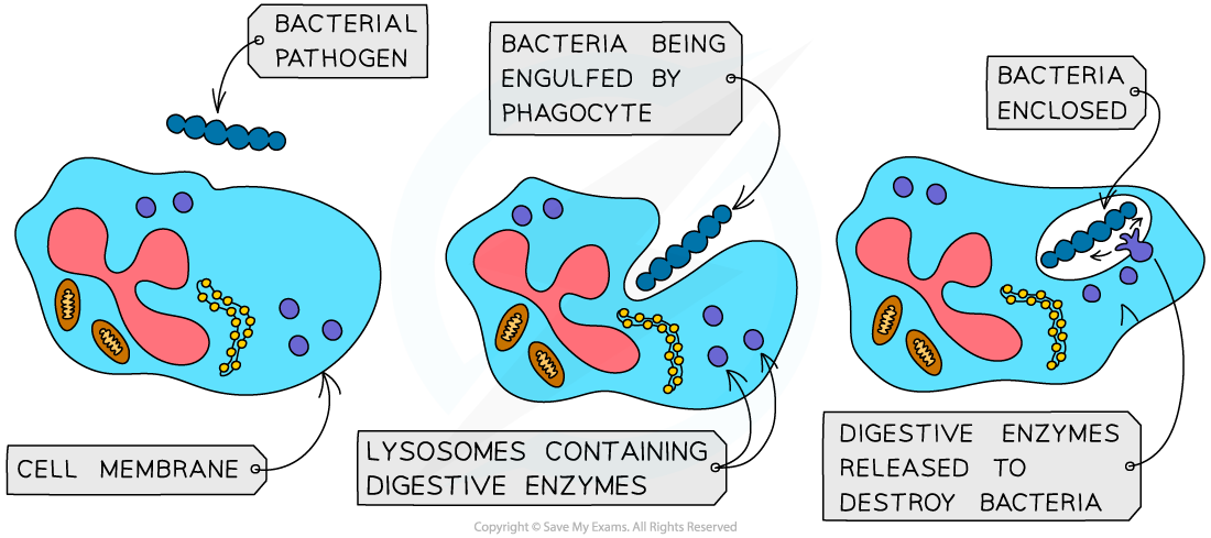 Phagocytic-white-blood-cells