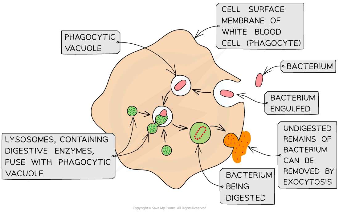 Phagocytosis-of-a-bacterium