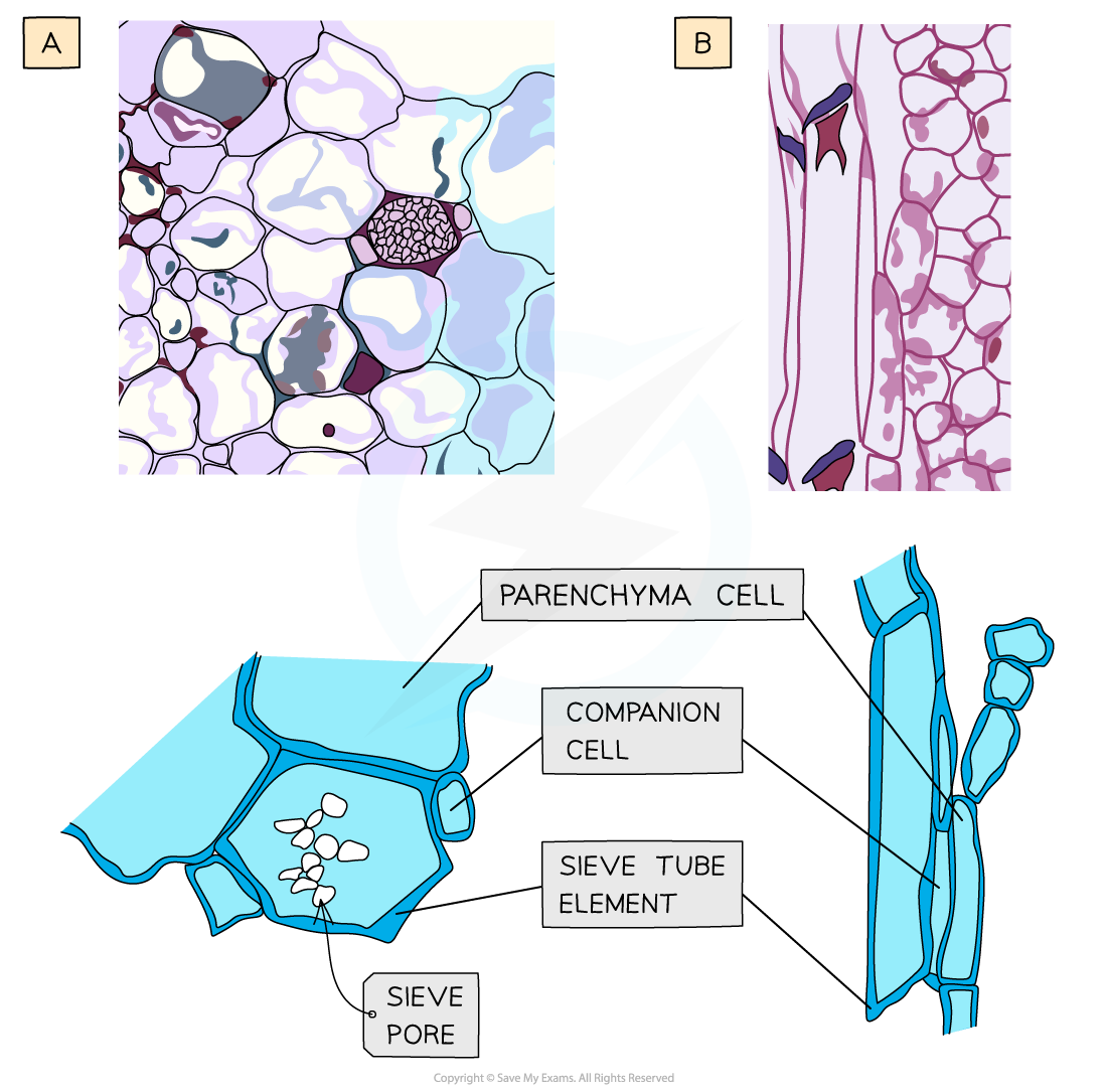 Phloem Sieve Elements Companion Cells Phloem