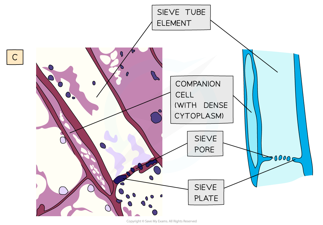 Phloem Sieve Elements Companion Cells Phloem