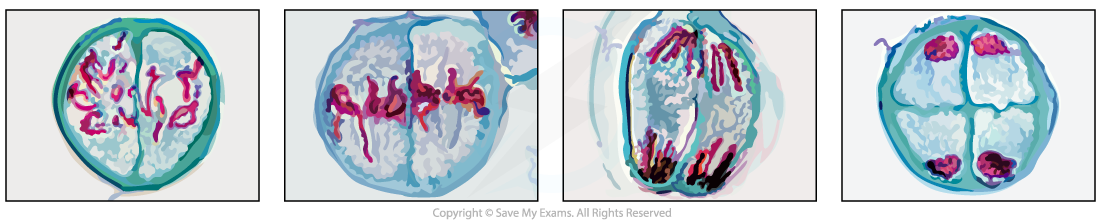 Photomicrograph-showing-stages-of-Meiosis-II