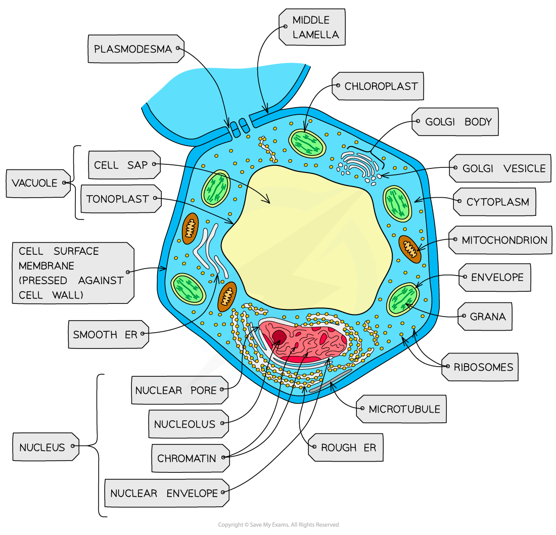 Plant-cell