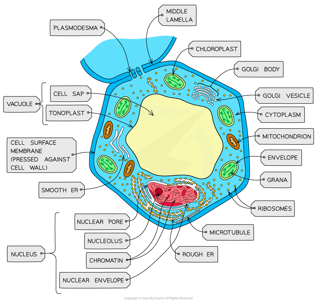 CIE A Level Biology 1 2 2 Animal Plant Cells 