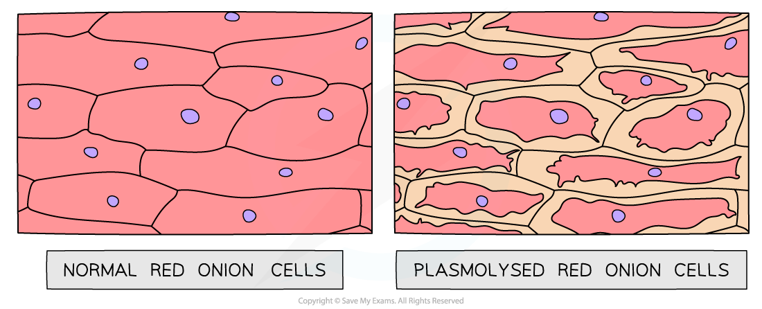 Plasmolysis-of-red-onion-cells