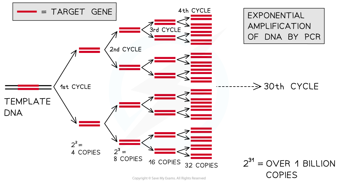 Polymerase-Chain-Reaction-PCR_1