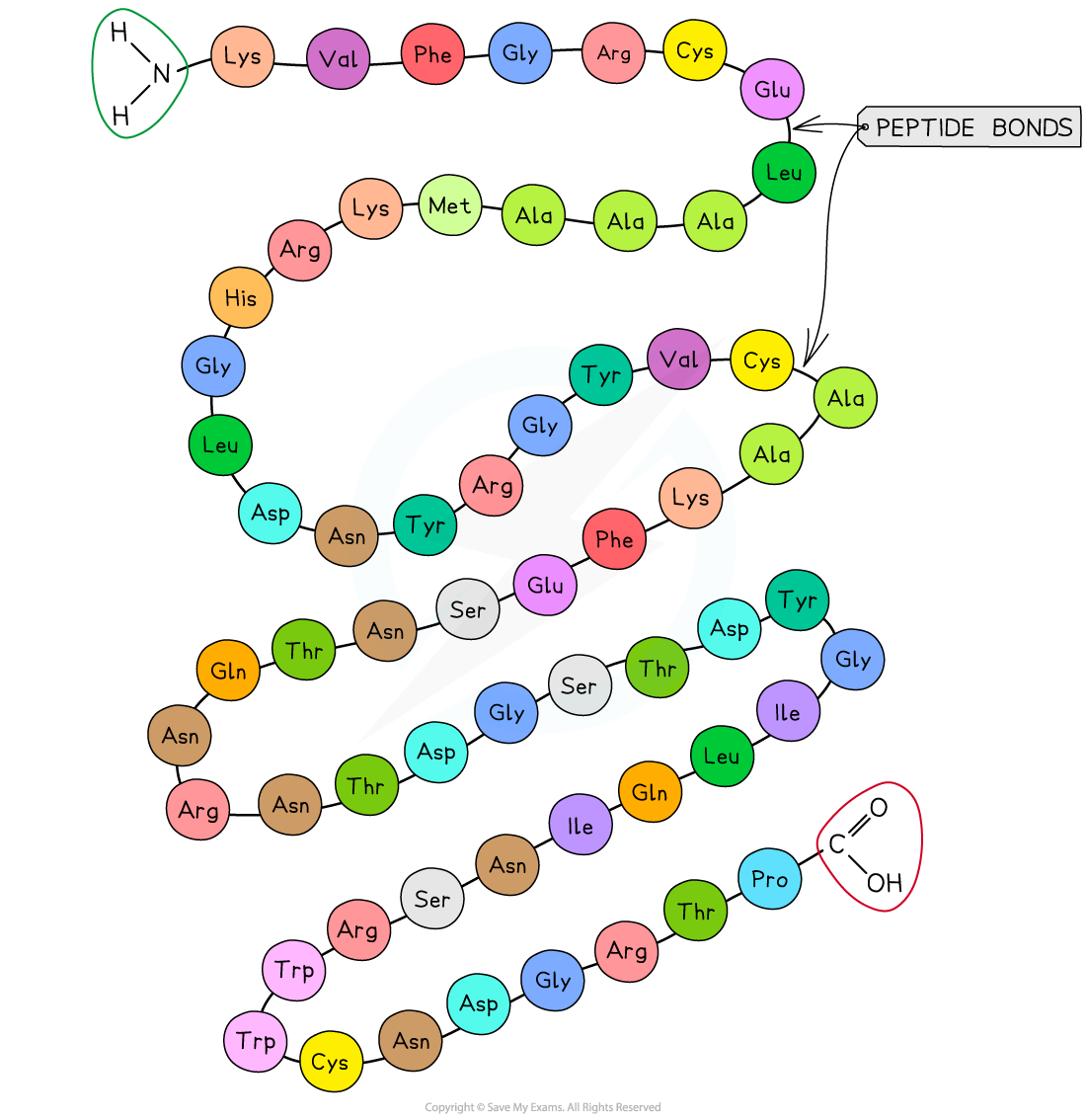 cie-a-level-biology-2-3-2-the-four-levels-of-protein-structure