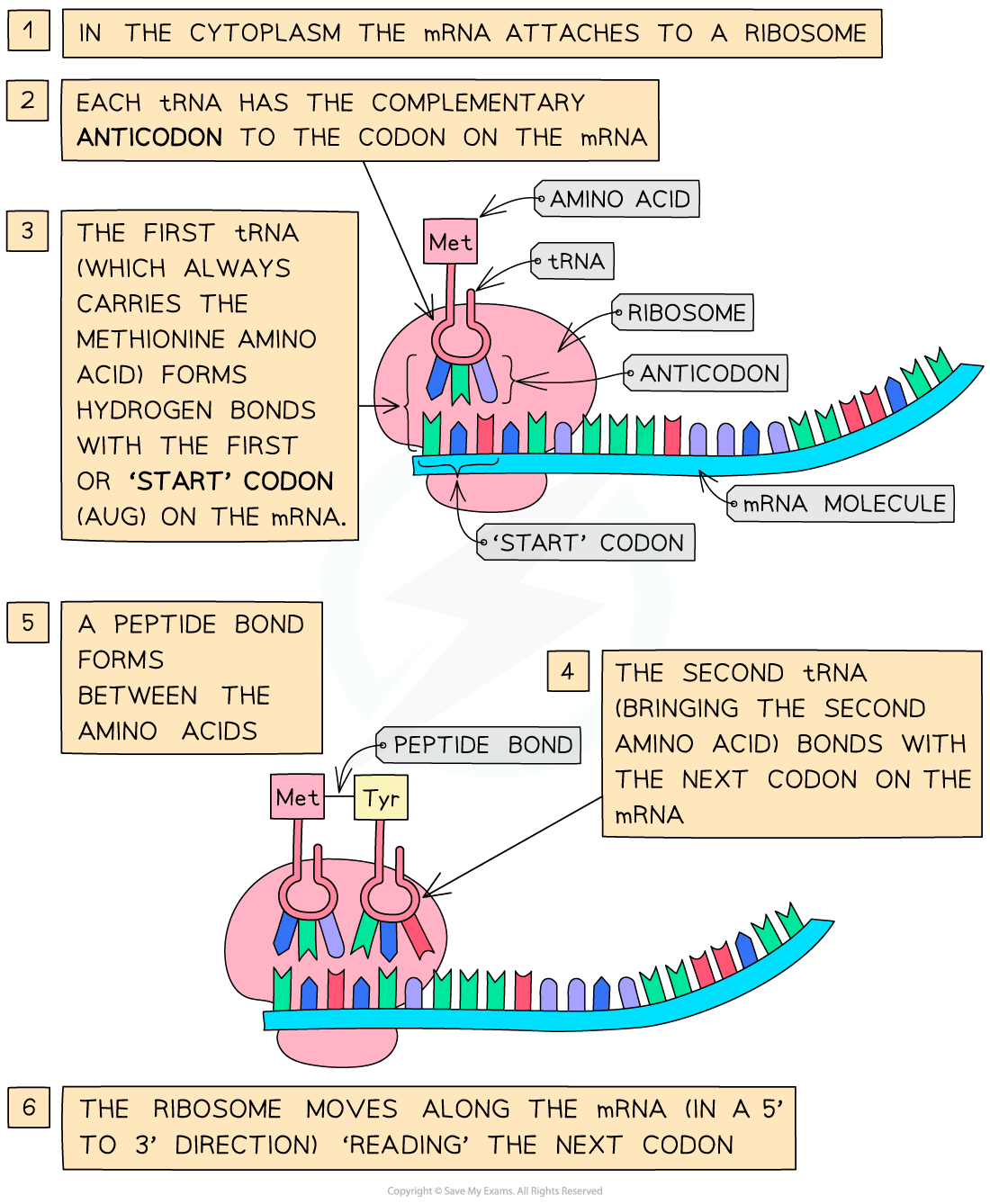 Process-of-Translation-1