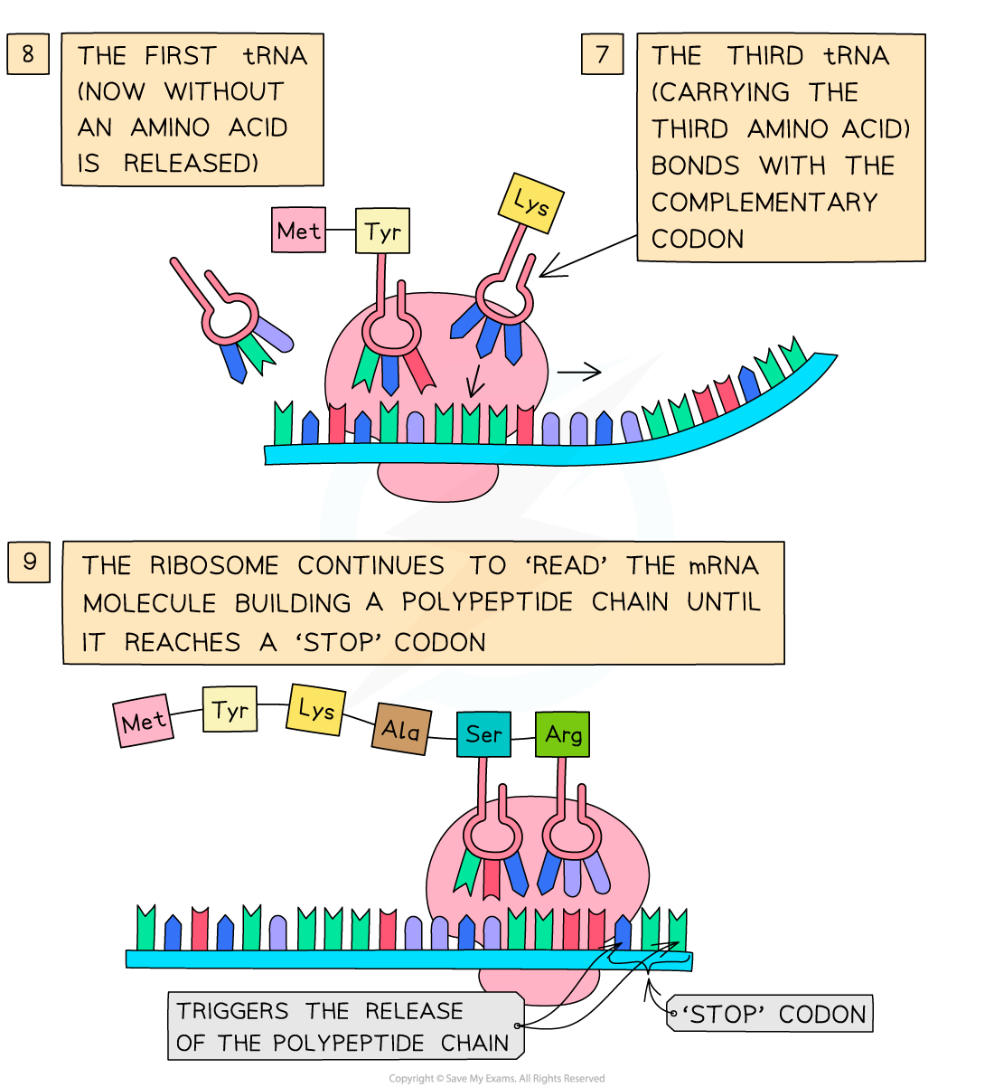 Process-of-Translation-2