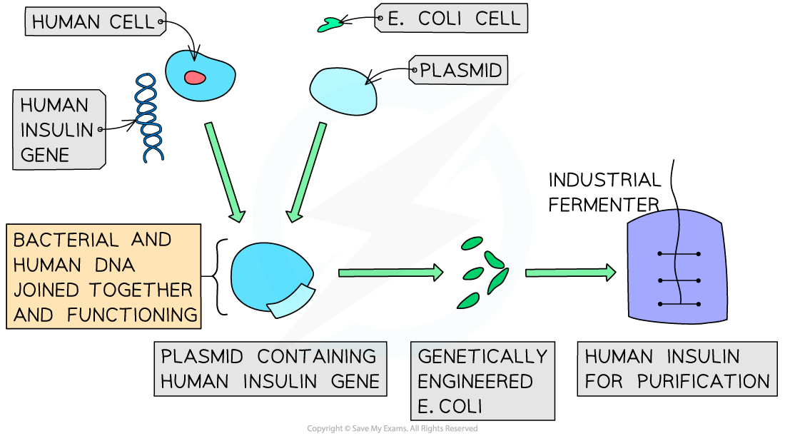 Production-of-Human-Insulin