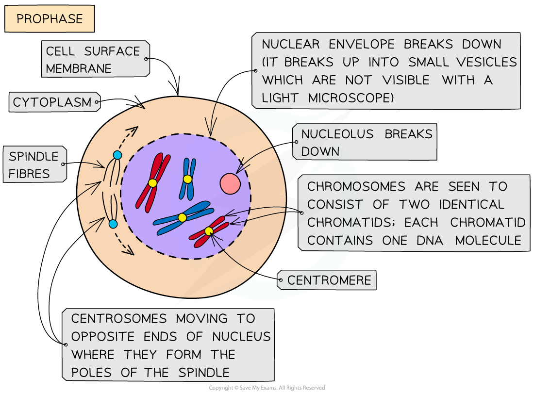 Prophase Mitosis Labeled