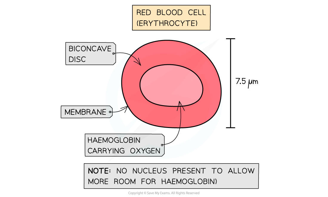 CIE A Level Biology复习笔记8.1.5 Cells of the Blood-翰林国际教育
