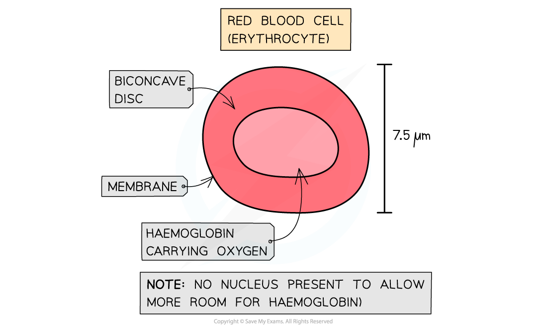 cie-a-level-biology-8-1-5-cells-of-the-blood