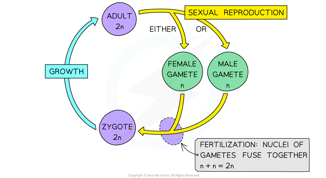 Reduction-division-in-Mammal-life-cycle